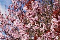 Květ Cherry Plum - Slívy třešňové